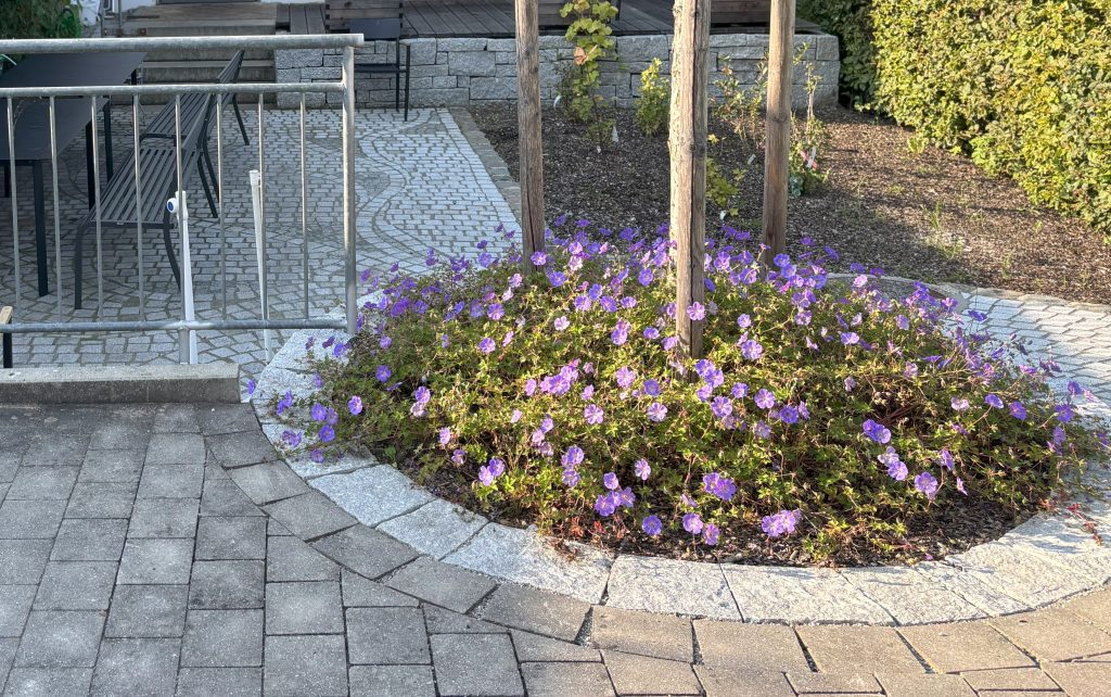 Blütenpracht und Pflasterkunst im neuen Pausenhof der Metaller