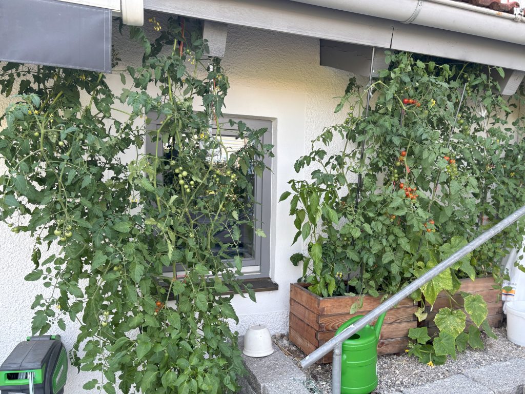 Die Tomaten gedeihen schon ...