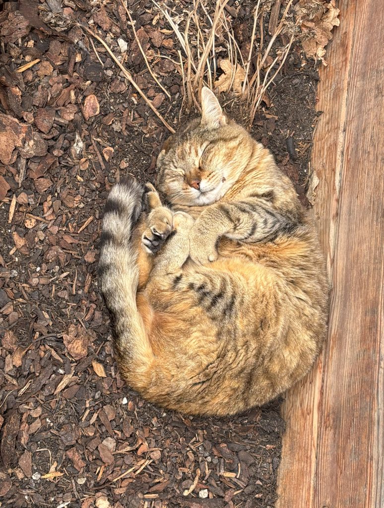 Werkstattkatze Schoonie beim Mittagsschlaf